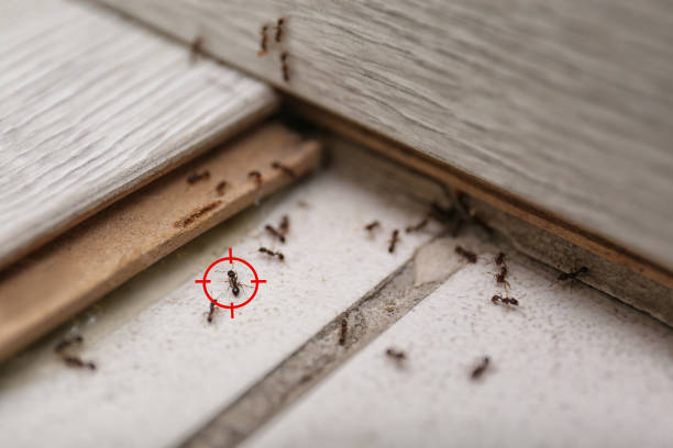 Best Termite Control Services  in Shokan, NY