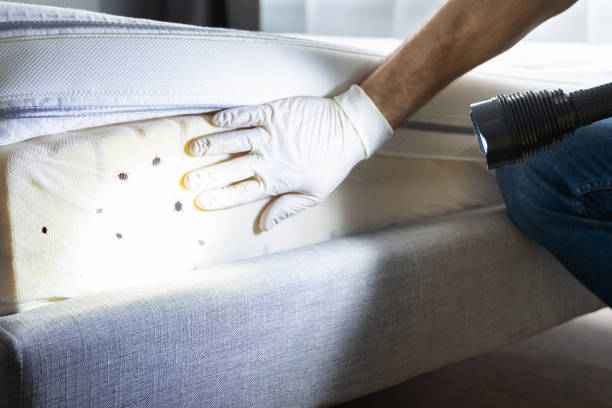 Best Pest Control for Homes  in Shokan, NY